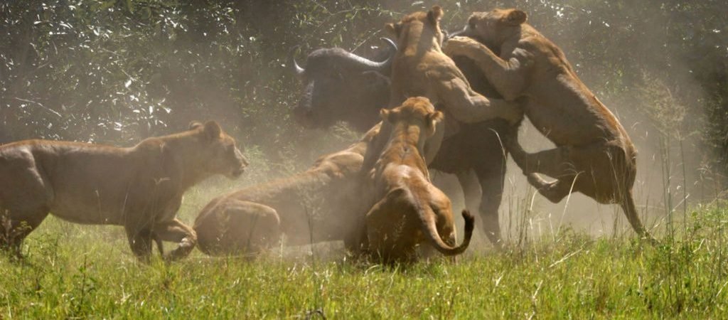 5-Days-Tanzania-Wildlife-Safari-Mikumi-and-Ruaha-national-park-1024×450