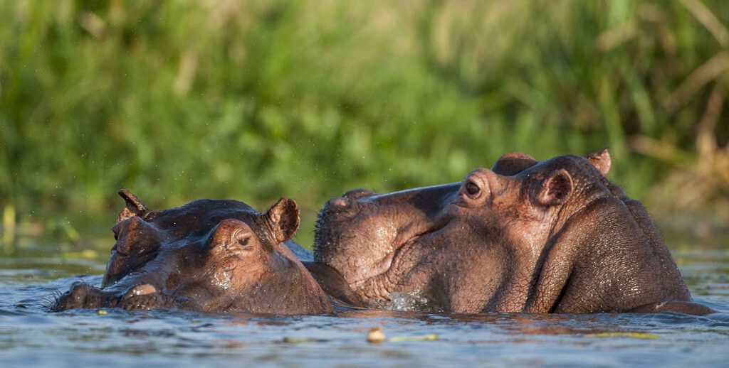 hippo-at-mikumi-national-park