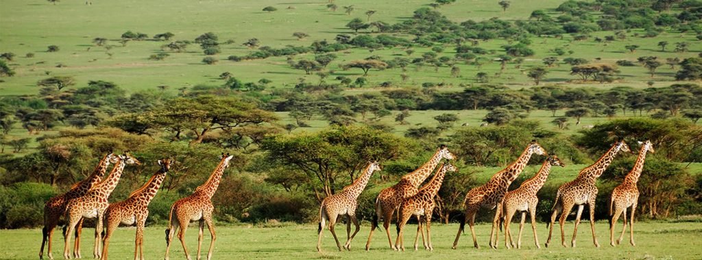 lutea-africa-safaris-tanzania-slider-7-1024×379