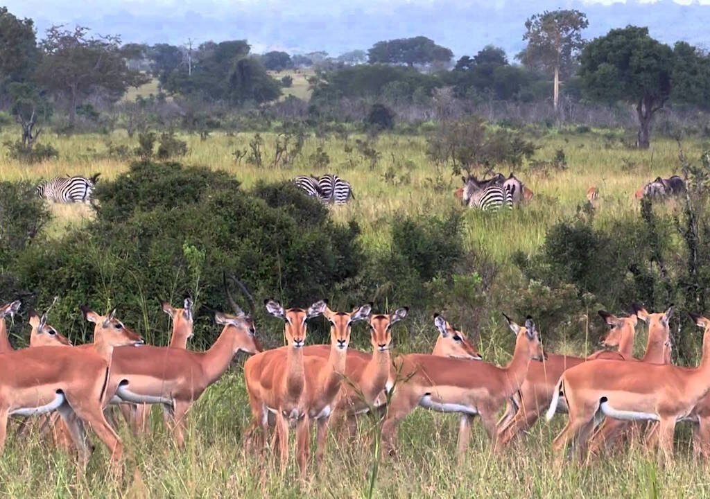 safari-from-zanzibar-mikumi-2-days